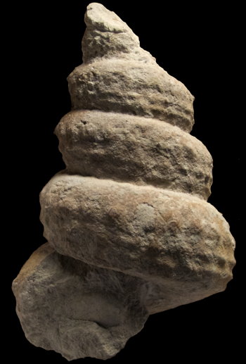 Ammonites et aliae spirae II - Mariella (Mariella) cenomanensis