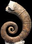 Crioceratites nolani