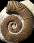 Crioceratites curnieri