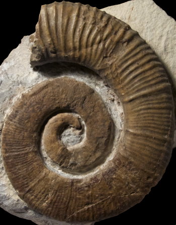 Ammonites et aliae spirae II - Crioceratites curnieri