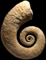 Emericiceras emerici