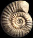 Aegoceras maculatum forme arcigerens