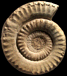 Apoderoceras subtriangulare