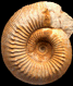 Cadomites deslongchampsii