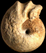 Chondroceras grandiforme