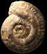 Hildoceras semipolitum