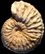 Cardioceras densiplicatum