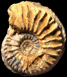 Cardioceras cf. cordatum