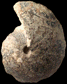 Cardioceras sp. (M)