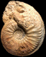 Cardioceras cf. persecans (M)