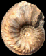 Cardioceras cordatum var. angusticordatum