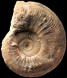 Cardioceras tenuistriatum (m)