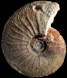 Parapuzosia (Parapuzosia) daubreei