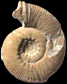 Spiticeras (Spiticeras) kiliani (m)