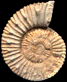 Retowskiceras andrussowi