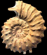 Neocosmoceras rerollei