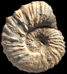 Neocosmoceras flabelliforme
