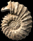 Neocosmoceras sayni