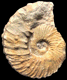 Neocosmoceras flabelliforme