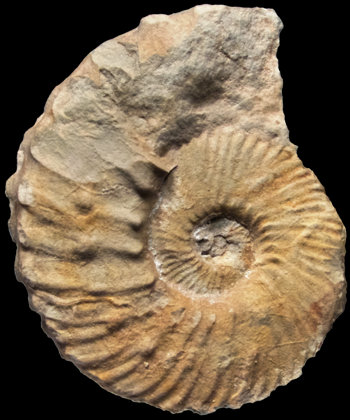 Ammonites et aliae spirae II - Neocosmoceras flabelliforme