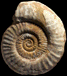 Phymatoceras gr. narbonense
