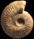 Paragarantiana longidoides (M)