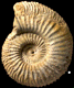 Paragarantiana ipfensis (M)