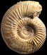 Garantiana garantiana (M)