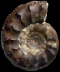 Zigzagiceras plenum (m)