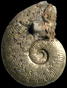 Protogrammoceras (Argutarpites) kurrianum