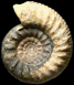 Zigzagiceras pseudoprocerum (M) juv.