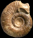 Procerites (Siemiradzkia) aurigerus (m)