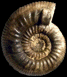 Zigzagiceras pseudoprocerum (M) juv.