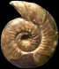 Morphoceras jactatum (M)