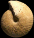 Morrisiceras morrisi (M) juv.
