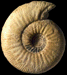 Polysphinctites tenuiplicatus (M)
