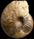 Oraniceras gyrumbilicum (M)