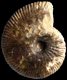 Oraniceras gyrumbilicum (M)