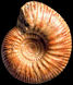 Procerites (Procerites) schloenbachi (M)