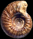 Procerites (Procerites) cf. imitator (M)