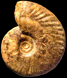 Paroecotraustes maubeugei (m)