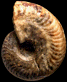 Oxycerites seebachi (M)