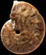 Oxycerites limosus (M)