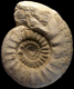 Subgrossouvria cerealis (M)
