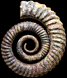 Erbenoceras solitarium