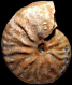 "Pseudoschloenbachia" cf. tarfayensis