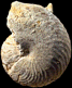 Cymatoceras sp.