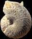 Nautilus radiatus