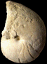 Angulithes sowerbyanus