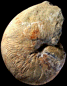Nautilus elegans